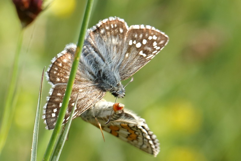 Geelbandspikkeldikkopje, Pyrgus sidae (BG)