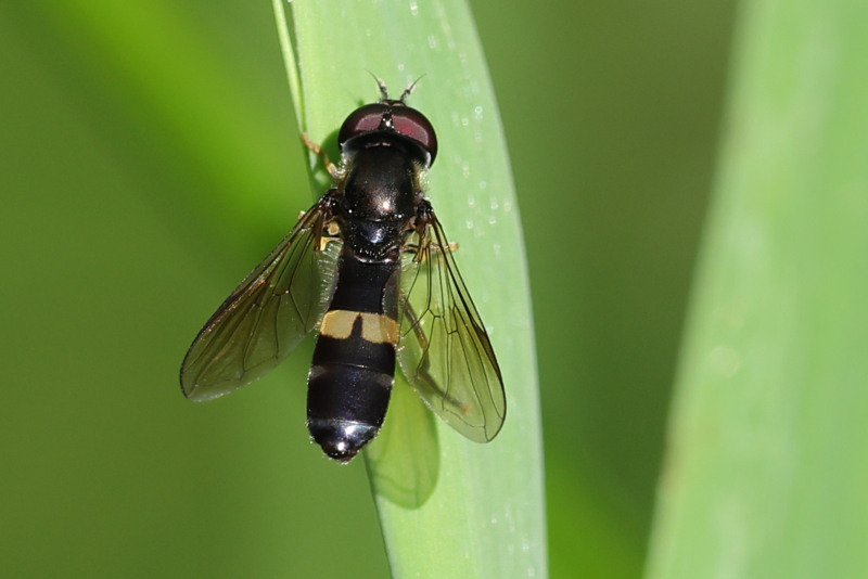 Pyrophaena rosarum, Vlinderstrikje