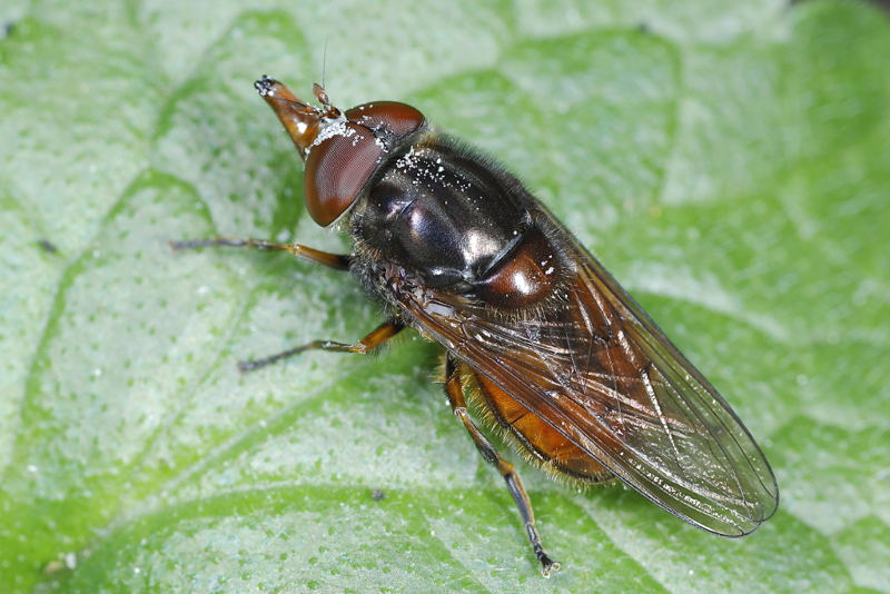 Rhingia campestris, Gewone snuitvlieg ♂