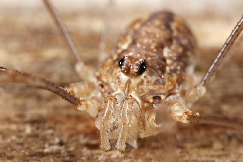 Voorjaars hooiwagen, Rilaena triangularis