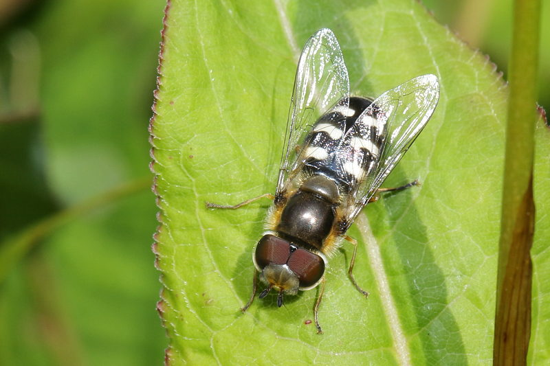 Scaeva pyrastri, Witte halvemaanzweefvlieg ♂