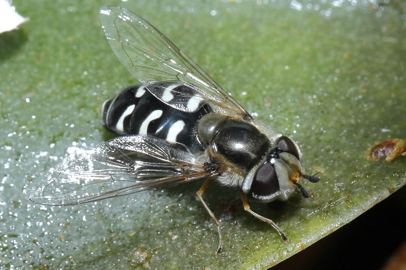 Scaeva pyrastri, Witte halvemaanzweefvlieg ♀