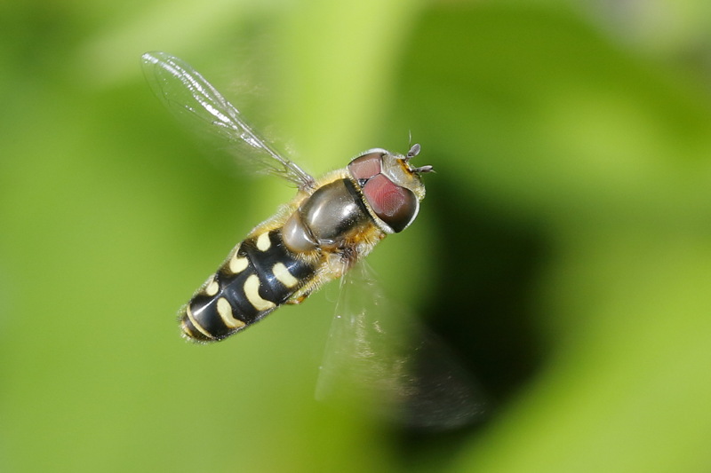 Scaeva selenitica, Gele halvemaanzweefvlieg