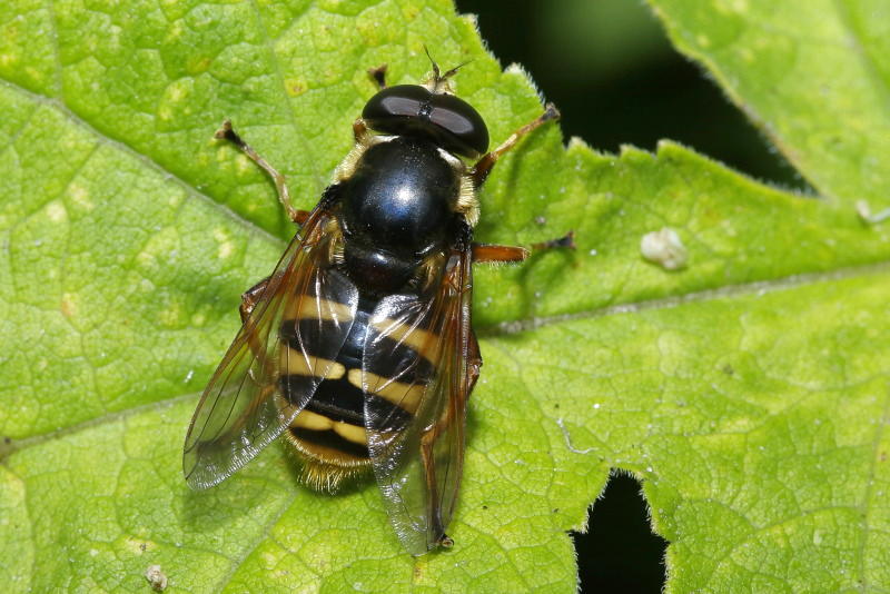 Sericomyia silentis, Gele veenzweefvlieg ♂