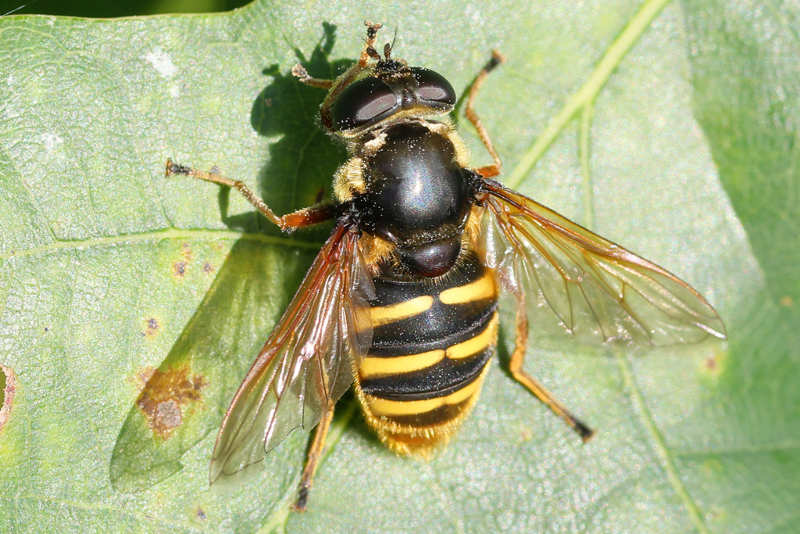 Sericomyia silentis, Gele veenzweefvlieg ♀