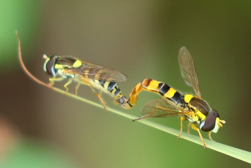 Sphaerophoria scripta, Grote langlijf