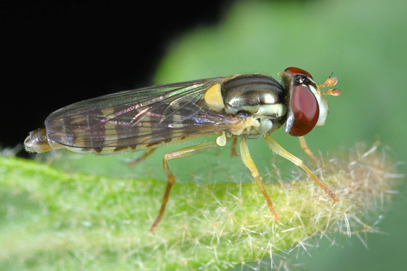 Sphaerophoria scripta, Grote langlijf ♀