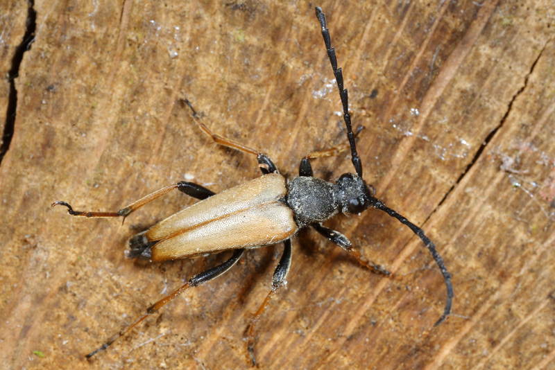 Gewone smalboktor, Stictoleptura rubra man