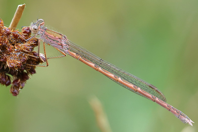 Noordse winterjuffer, Sympecma paedisca ♀