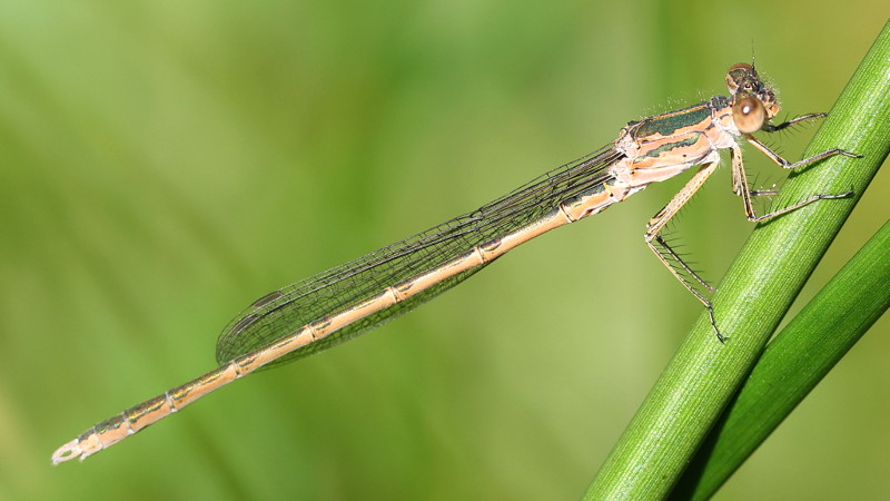 Noordse winterjuffer, Sympecma paedisca ♂