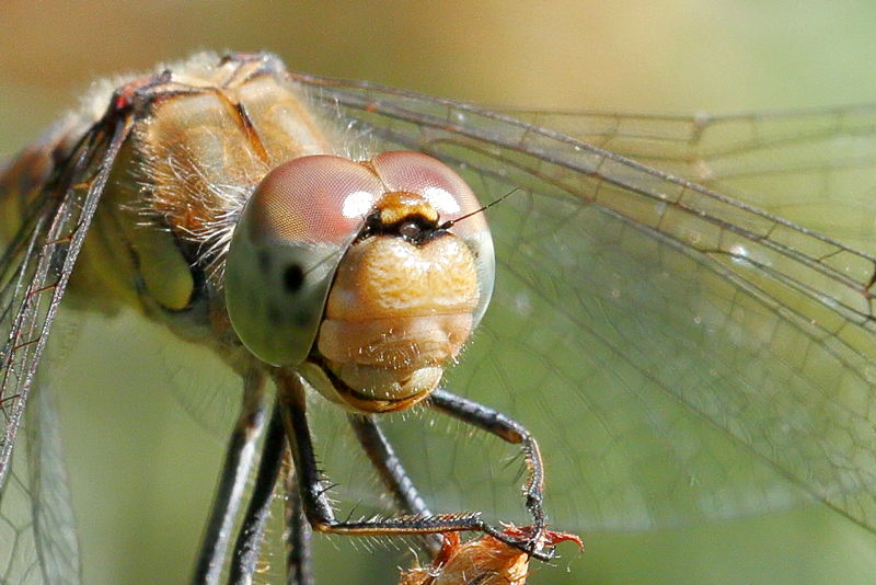 bruinrode heidelibel, Sympetrum striolatum ♀