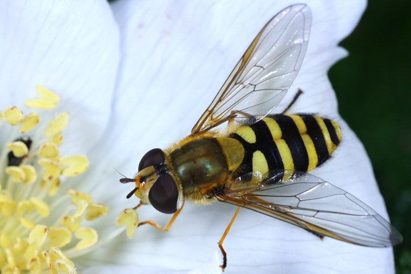 Syrphus ribesii, Bessenbandzweefvlieg