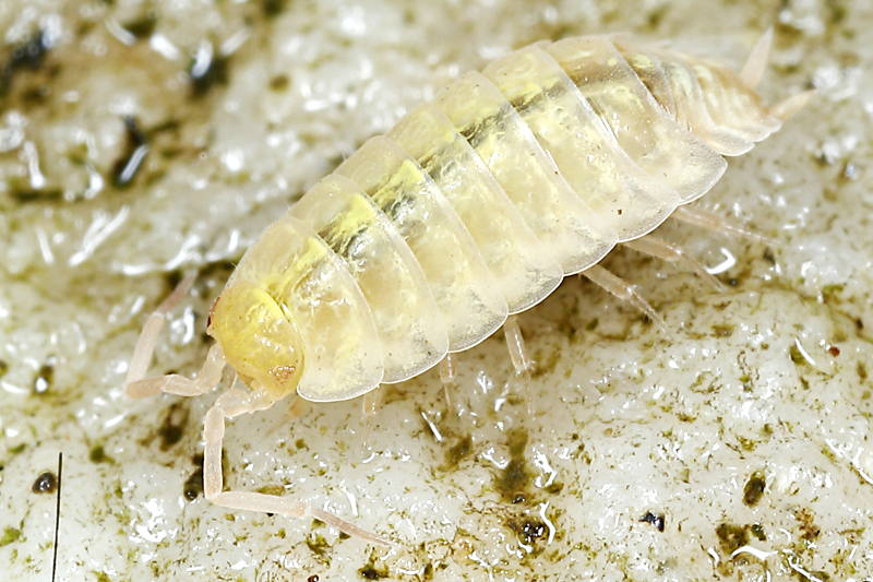 Tiroloscia pyrenaica