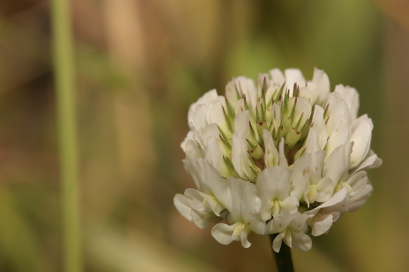 Witte klaver, Trifolium repens