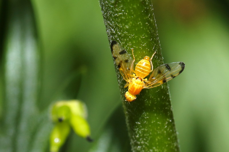 Oranjebruine alsemboorvlieg, Trypeta artemisiae