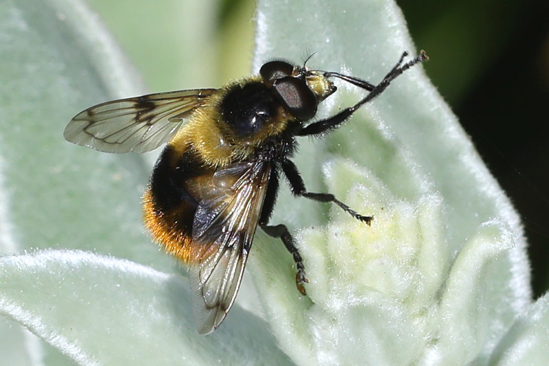 Volucella bombylans haemorrhoidalis, (Zetterstedt, 1838), Hommelreus ♂