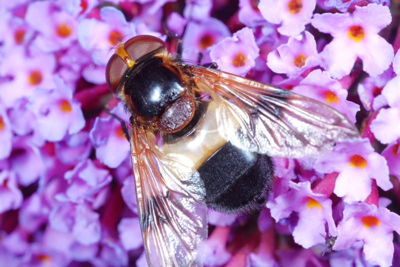 Volucella pellucens, Witte reus