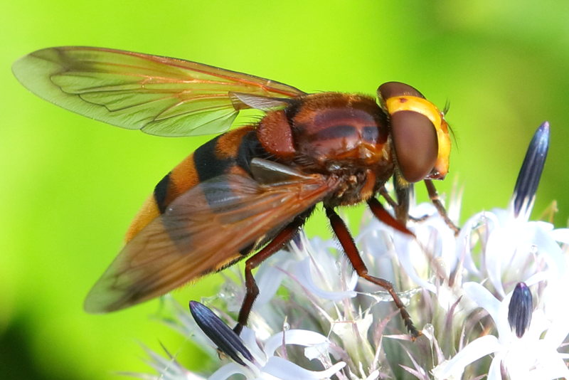 Volucella zonaria, Stadsreus ♀