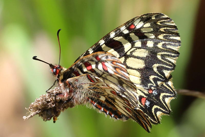 Zuidelijke pijpbloemvlinder, Zerynthia polyxena (GR)