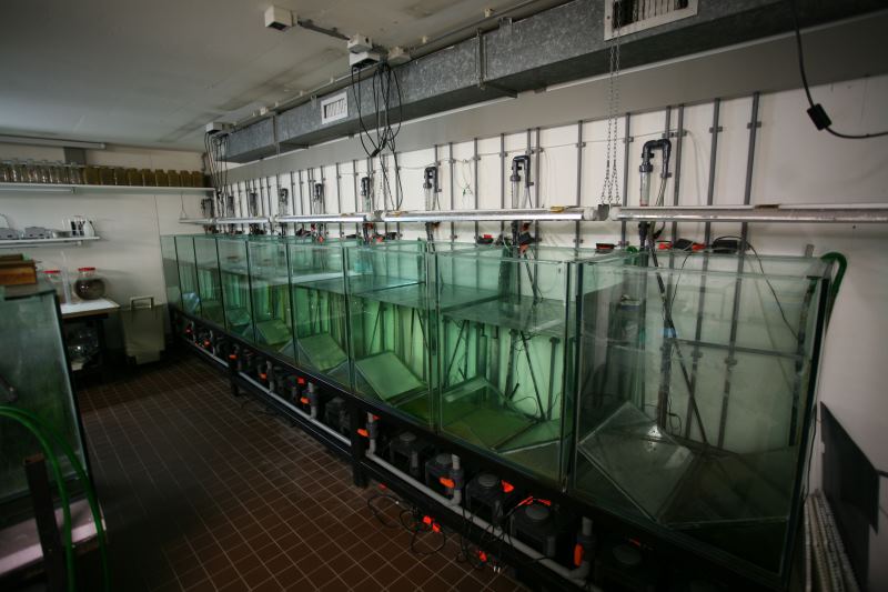 aquariums with rounded bottoms during cleaning
