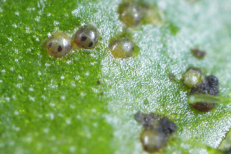 eggs from Sminthurides in Duckweed