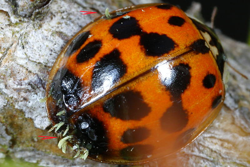 ladybug with Laboulbeniales infection