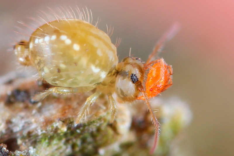 Ascari mite parasitizes a springtail